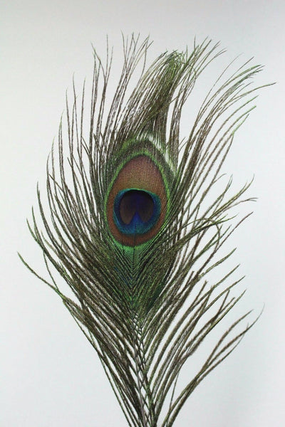 Peacock Quill Feather Ballpoint Pen Set With Ceramic Pen Stand
