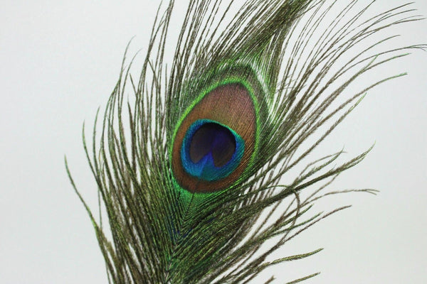 Peacock Quill Feather Ballpoint Pen Set With Ceramic Pen Stand