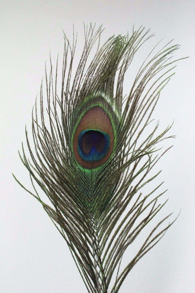 Peacock Quill Feather Ballpoint Pen Set With Ceramic Pen Stand